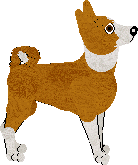 Basenji - Nimh