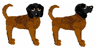 Bavarian Mountain Hound - Celia @ Filthy Hippie