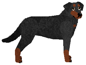 Beauceron - Supernova V2