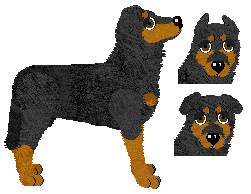 Beauceron - Hurricane