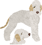 Bedlington Terrier - Cierra