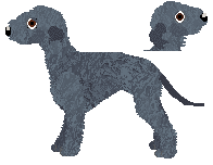 Bedlington Terrier - Butterfly Fieldz