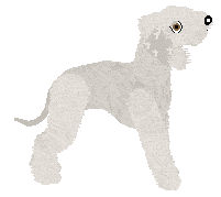 Bedlington Terrier - Java