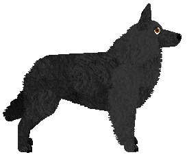 Belgian Shepherd - Supernova (Groenendael/Tevueren)