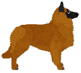 Belgian Shepherd - Dragonstone (Groenendael/Tevueren)