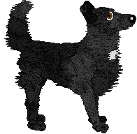 Belgian Shepherd - Abnormality (Groenendael)