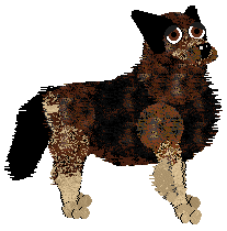 Belgian Shepherd - Tiki (Tervueren)