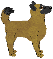 Belgian Shepherd - Petz Showmania (Malinois)