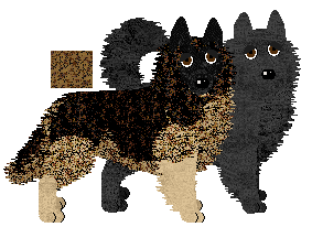 Belgian Shepherd - Finishing Touch (Tervuren/Groenendael)