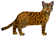 Bengal - Supernova V2