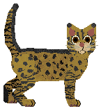Bengal - Pawzative Attitude