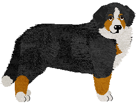 Bernese Mountain Dog - Abnormality V3