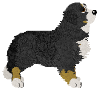Bernese Mountain Dog - Unknown