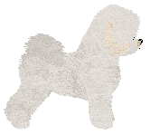 Bichon Frise - Nimh