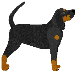 Black and Tan Coonhound - Supernova