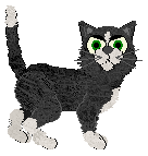 Black and White Shorthair - PF Magic