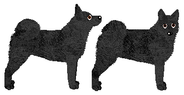 Black Norwegian Elkhound - Supernova