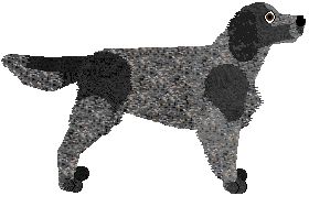 Blue Picardy Spaniel - Supernova V1