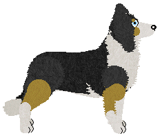 Border Collie - Zodiac