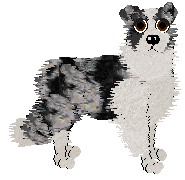 Border Collie - Amenity/Rosestone V2