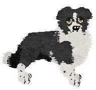 Border Collie - Cheetah Kennelz V2