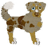 Border Collie - Unknown