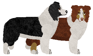 Border Collie - Mira