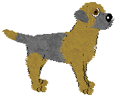 Border Terrier - Cierra V1