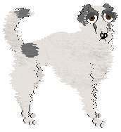 Borzoi - WHK