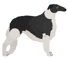 Borzoi - Java V2