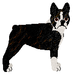 Boston Terrier - Supernova