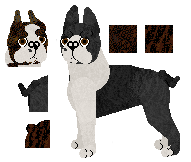 Boston Terrier - VPZ