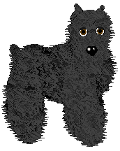 Bouvier des Flandres - Krystle