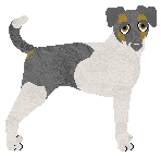 Brazilian Terrier - PDH's Resources