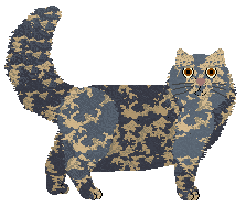 British Longhair - Supernova V1