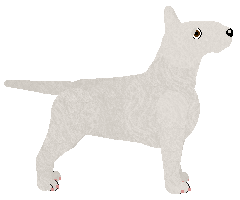 Bull Terrier - Java
