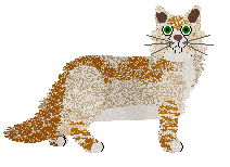 Burmilla - Long Way Home (Longhair)