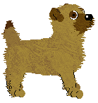 Cairn Terrier - Abnormality