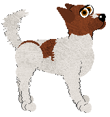 Canaan Dog - Tikki