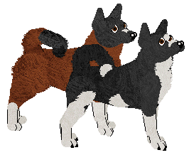 Canaan Dog - Abormality