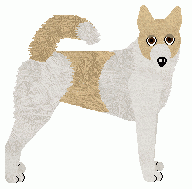 Canaan Dog - Bramblewood