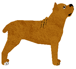 Cane Corso - Supernova