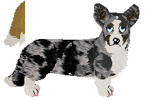 Cardigan Welsh Corgi - Iced Tea