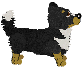 Cardigan Welsh Corgi - Abnormality
