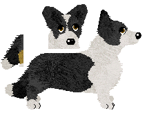 Cardigan Welsh Corgi - Bekki