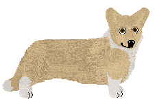 Cardigan Welsh Corgi - Supernova