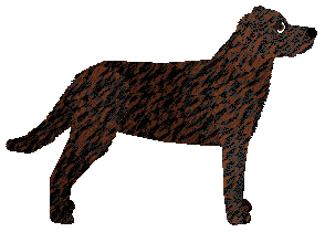 Castro Laboreiro Dog - Supernova