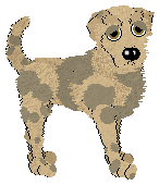 Catahoula Leopard Dog - Sunshine