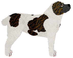 Central Asian Ovtcharka - Supernova