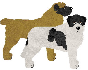 Central Asian Ovtcharka - Java